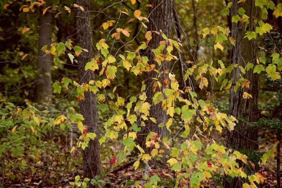 Entendendo a Dança Hormonal Depois dos 50: O que muda e como isso afeta seu corpo e mente?